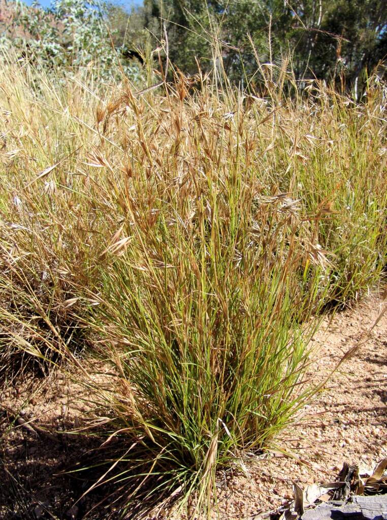 Kangaroo Grass (Themeda triandra), Alice Springs Desert Park