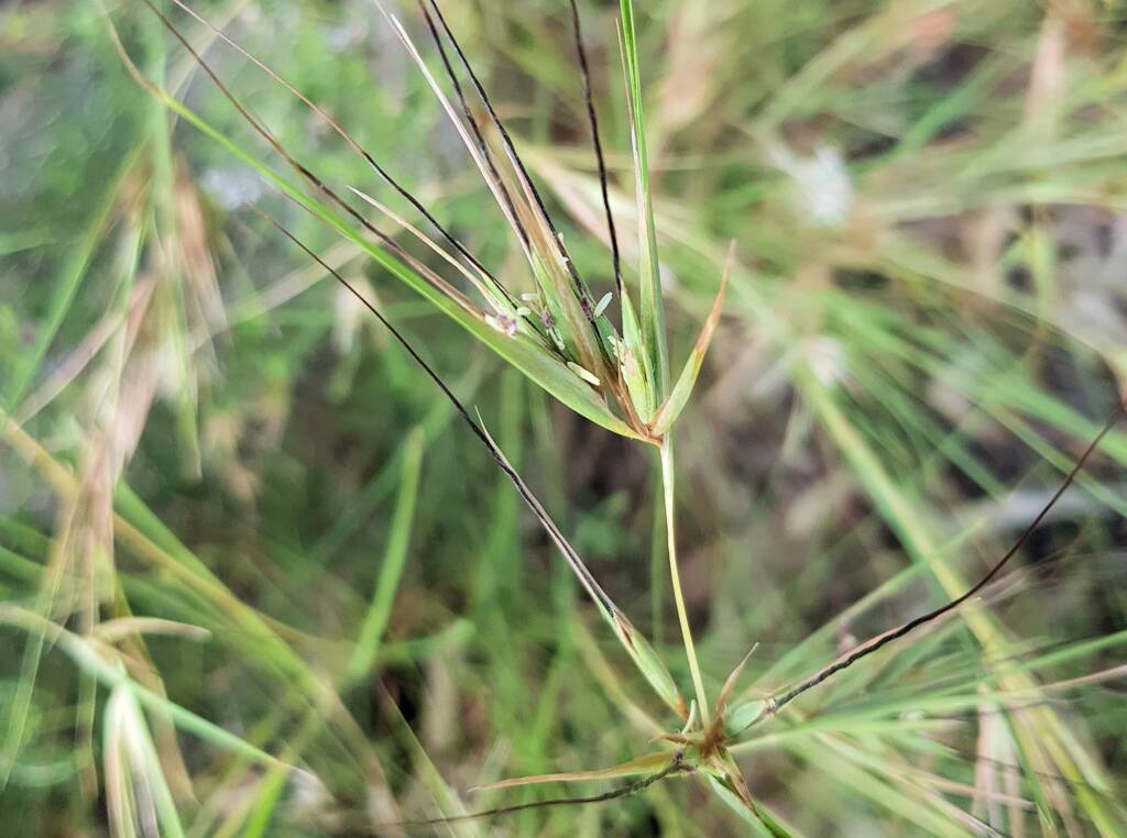 Kangaroo Grass (Themeda triandra), Alice Springs, NT