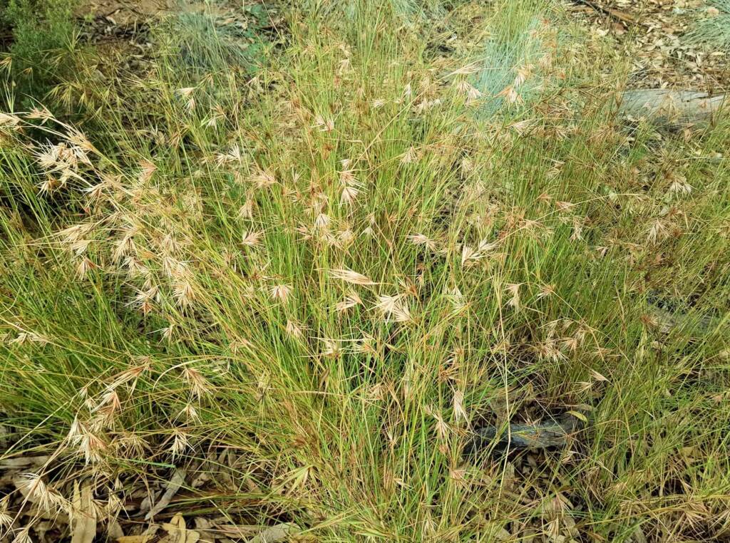 Kangaroo Grass (Themeda triandra), Alice Springs, NT