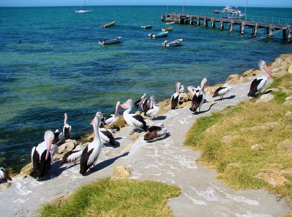 Pelicans at Kingscote, Kangaroo Island