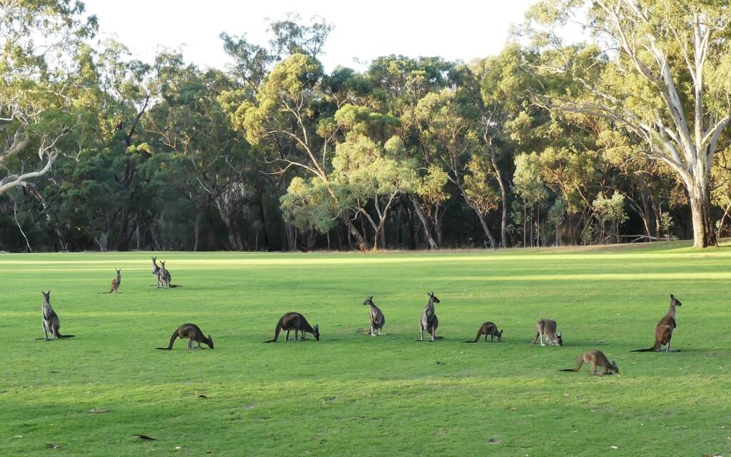 Kangaroos, Belair NP SA © Marianne Broug