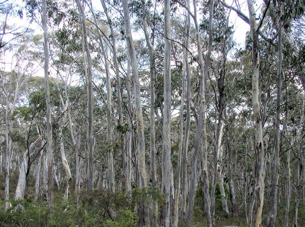 Mount Kaputar National Park, NSW