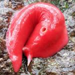 Kaputar Pink Slug (Triboniophorus aff. graeffei)