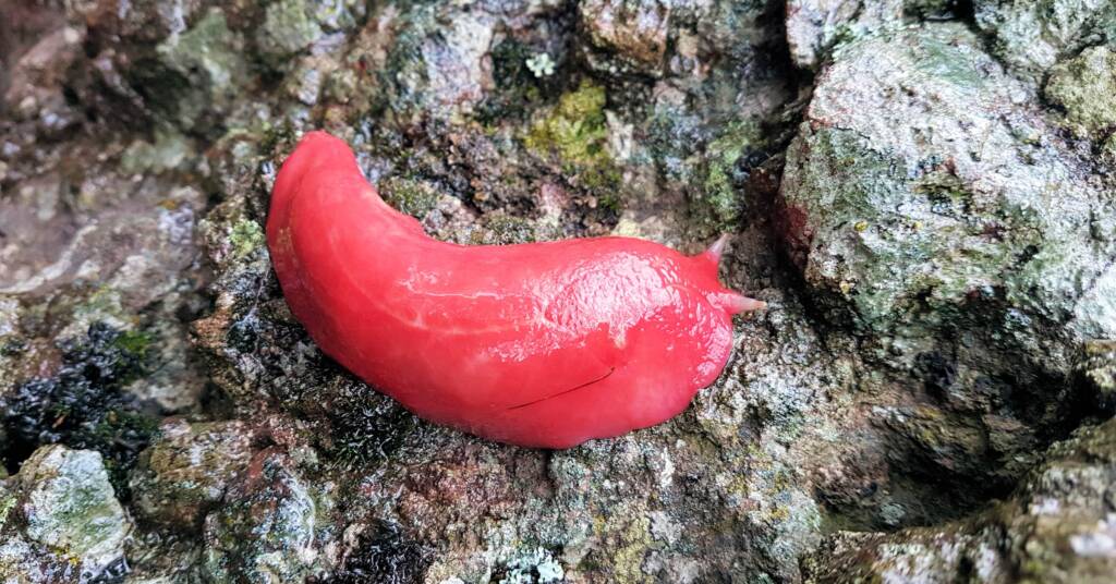 Kaputar Pink Slug (Triboniophorus aff. graeffei)
