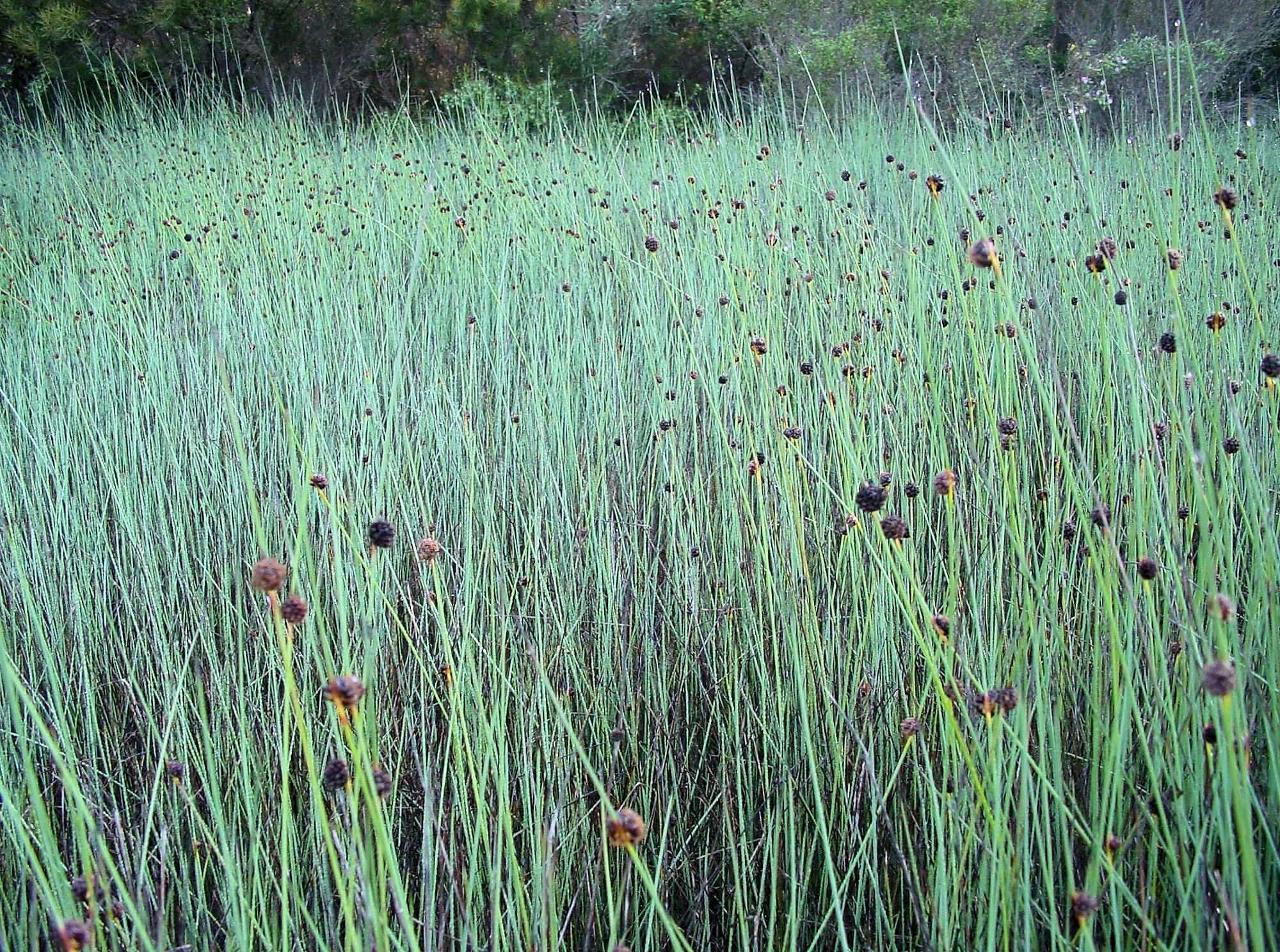 Knobby Club-rush (Ficinia nodosa), Kangaroo Island
