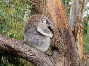 Koala Conservation Reserve, Phillip Island, VIC