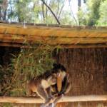 Koalas, Kyabram Fauna Park, VIC