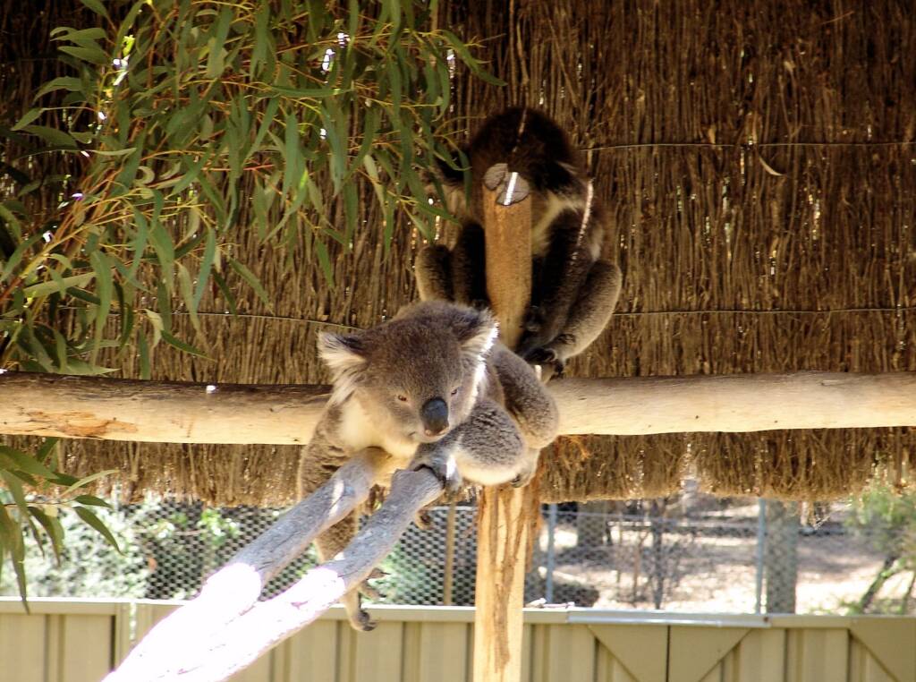 Koalas, Kyabram Fauna Park, VIC