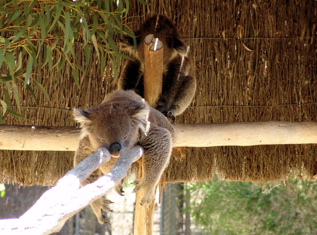 Sleeping koalas, Kyabram Fauna Park, VIC