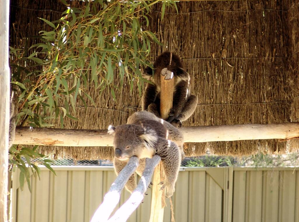 Sleeping koalas, Kyabram Fauna Park, VIC