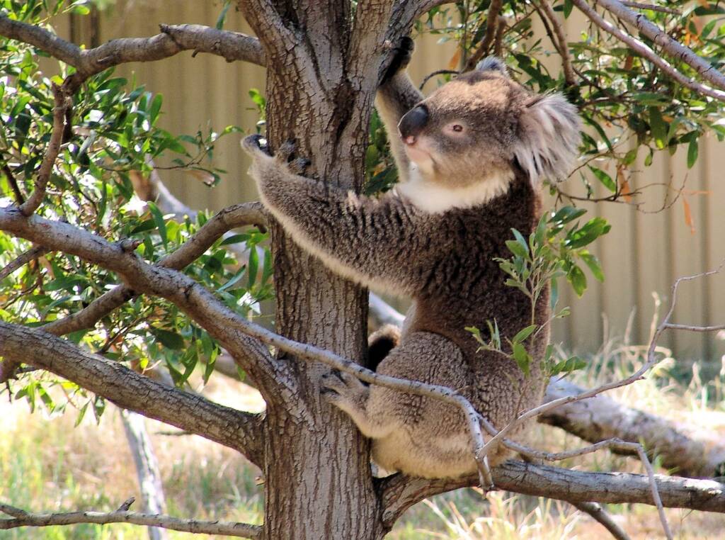 Koala, Kyabram Fauna Park, VIC