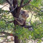 Koala, Kyabram Fauna Park, VIC