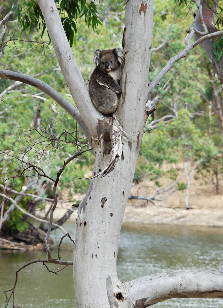 Koala near lake, Belair NP SA © Marianne Broug