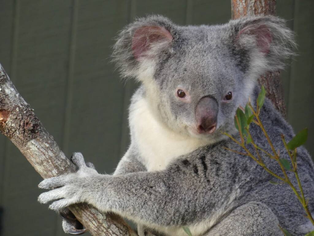 Koala (Phascolarctos cinereus), Gold Coast QLD © Stefan Jones