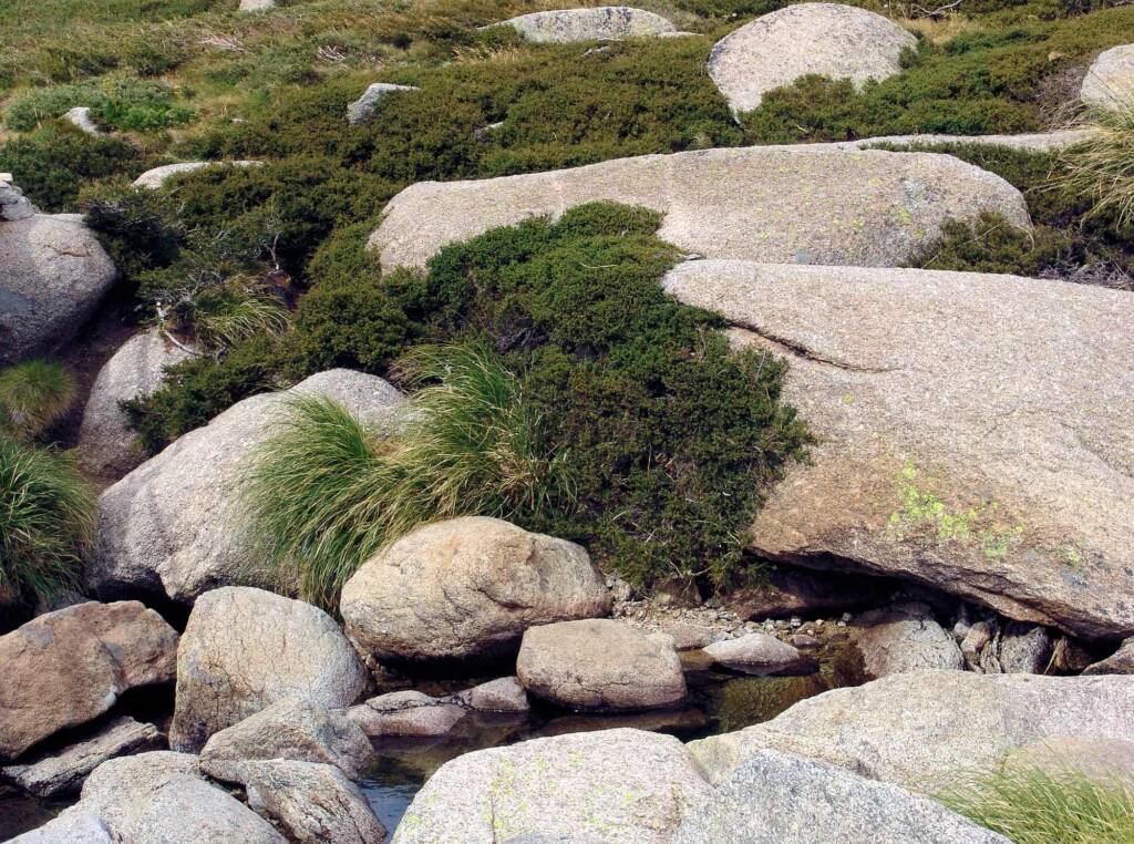 Low growing shrubs cling to the granite rocks in the Kosciuszko National Park