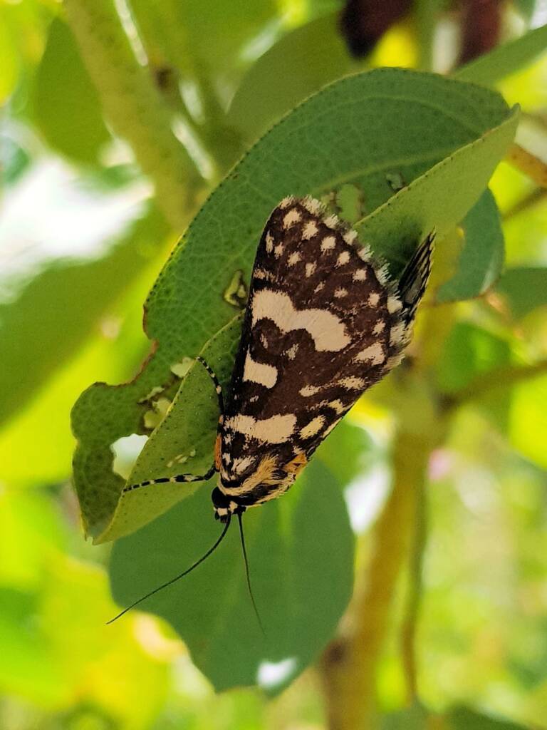Laced Day-Moth (Ipanica cornigera), Olive Pink Botanic Garden, Alice Springs NT
