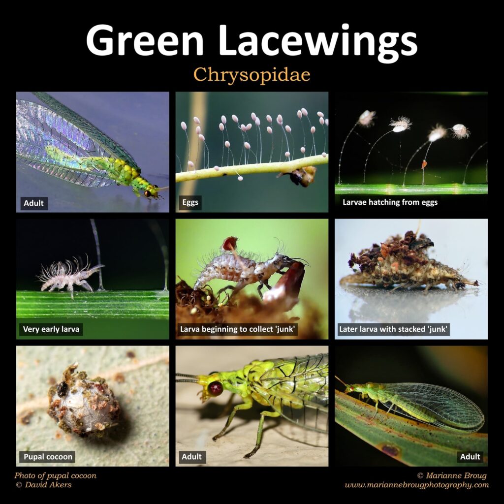 Green Lacewings Life Cycle (Chrysopidae) © Marianne Broug