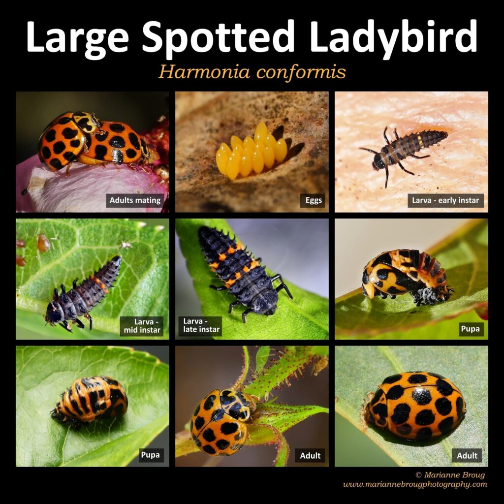 Large Spotted Ladybird Life Cycle (Harmonia conformis) © Marianne Broug