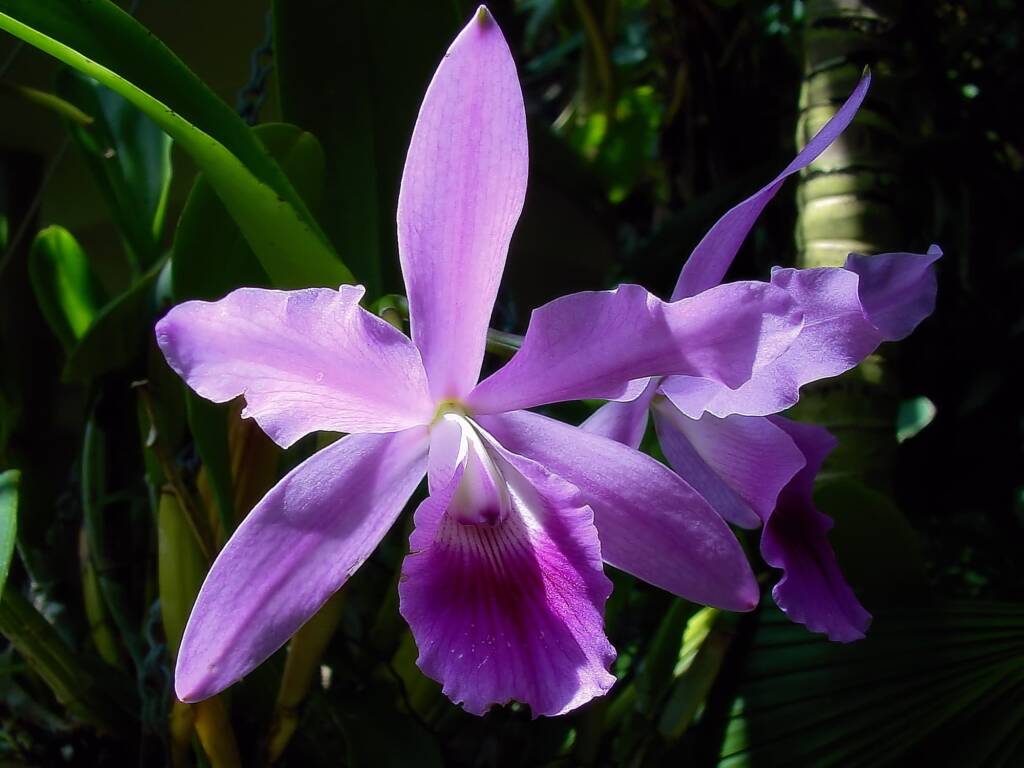 Laelia purpurata orchid, Royal Botanic Garden Sydney NSW