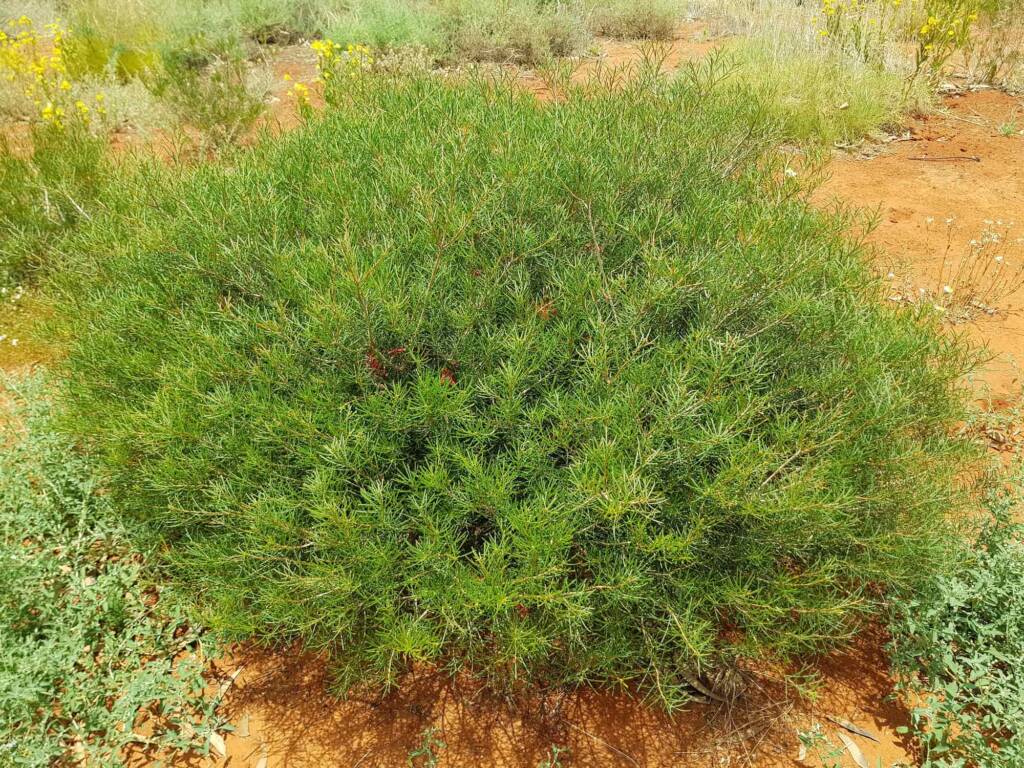 Lamarchea sulcata, Alice Springs Desert Park NT