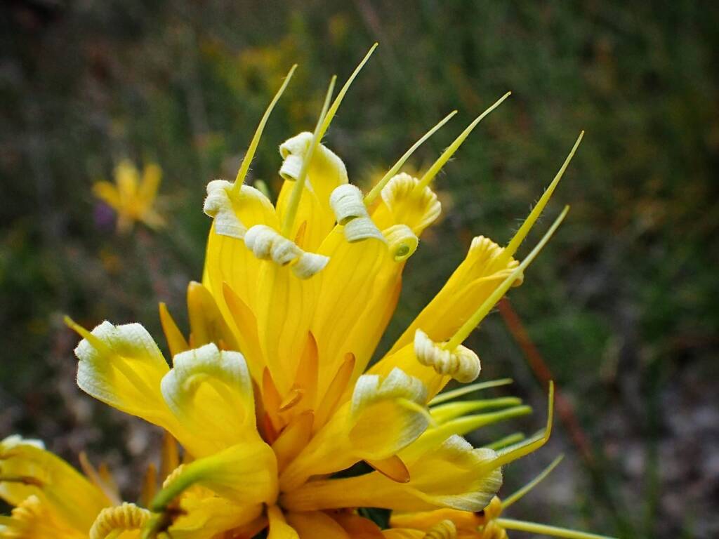 Lambertia echinata (Prickly Honeysuckle), Great Southern Region WA © Terry Dunham