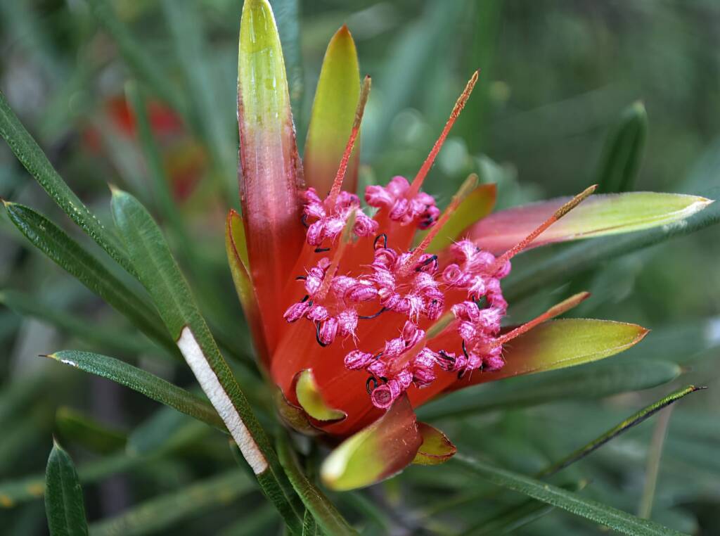 Mountain Devil (Lambertia formosa), Blue Mountains NSW © Andi Leel
