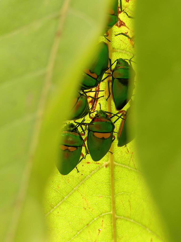 Green Jewel Bug (Lampromicra senator), Gold Coast QLD © Stefan Jones