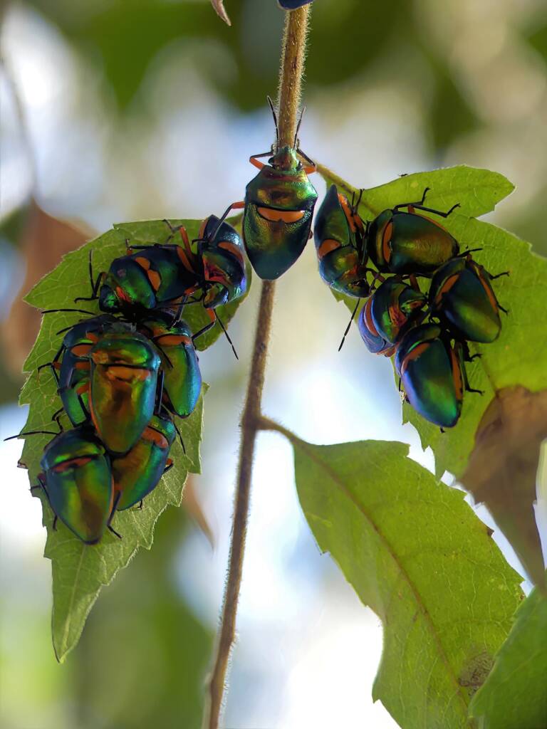 Green Jewel Bug (Lampromicra senator), Gold Coast QLD © Stefan Jones