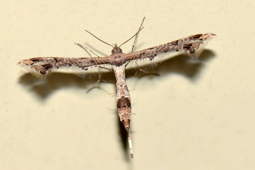 Lantana Plume Moth (Lantanophaga pusillidactylus), Perth WA © Jean and Fred Hort