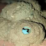 Stocking the larder of the Mud Wasp (Eumenes latreilli), Alice Springs, NT