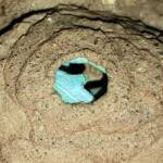 Stocking the larder of the Mud Wasp (Eumenes latreilli), Alice Springs, NT