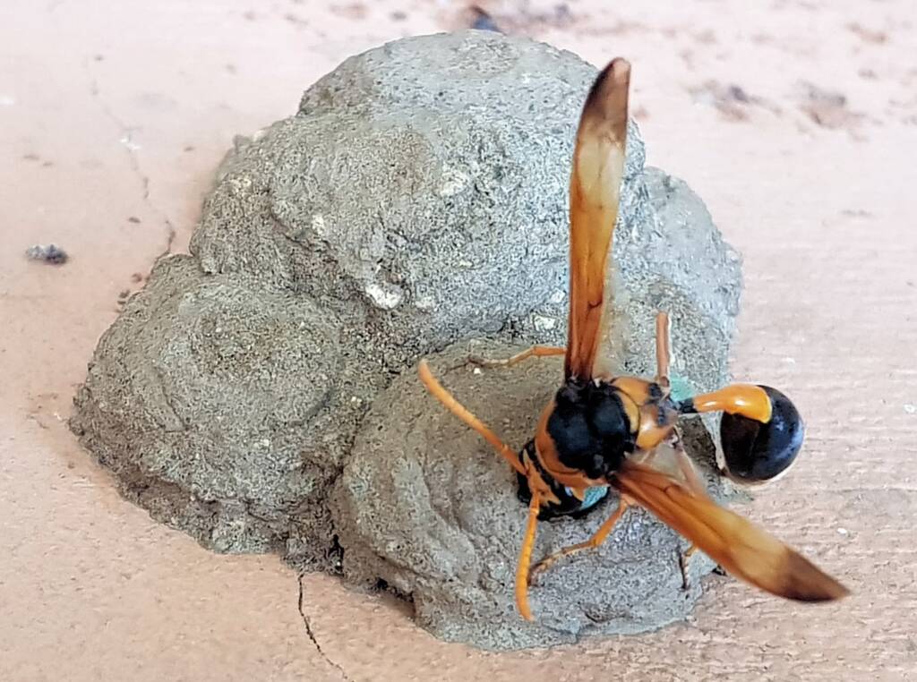 Stocking the larder of the Mud Wasp (Eumenes latreilli), Alice Springs, NT