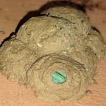 Stocking the larder of the Mud Wasp (Eumenes latreilli), Alice Springs, NT