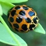 Large Spotted Ladybird (Harmonia conformis), Roma QLD © Dianne Bickers