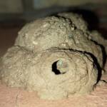Peek look at the larva in the mud nest of the Mud Wasp (Eumenes latreilli), Alice Springs, NT