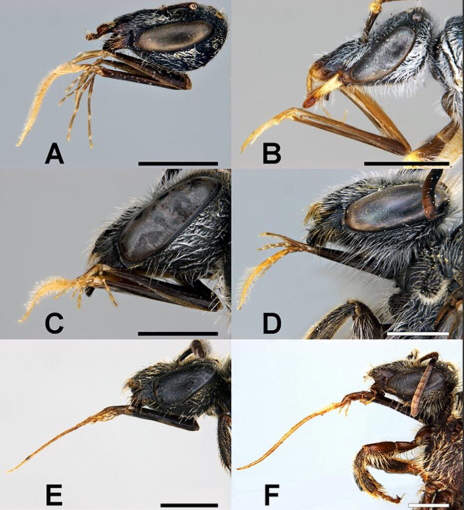 Lasioglossum sp © Ken Walker