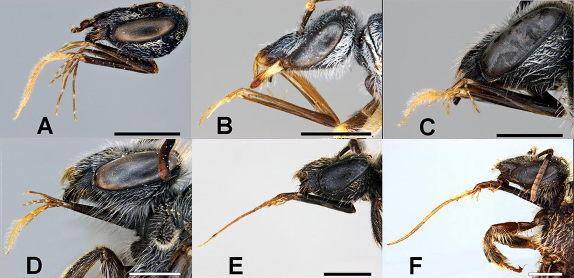 A new species of Lasioglossum