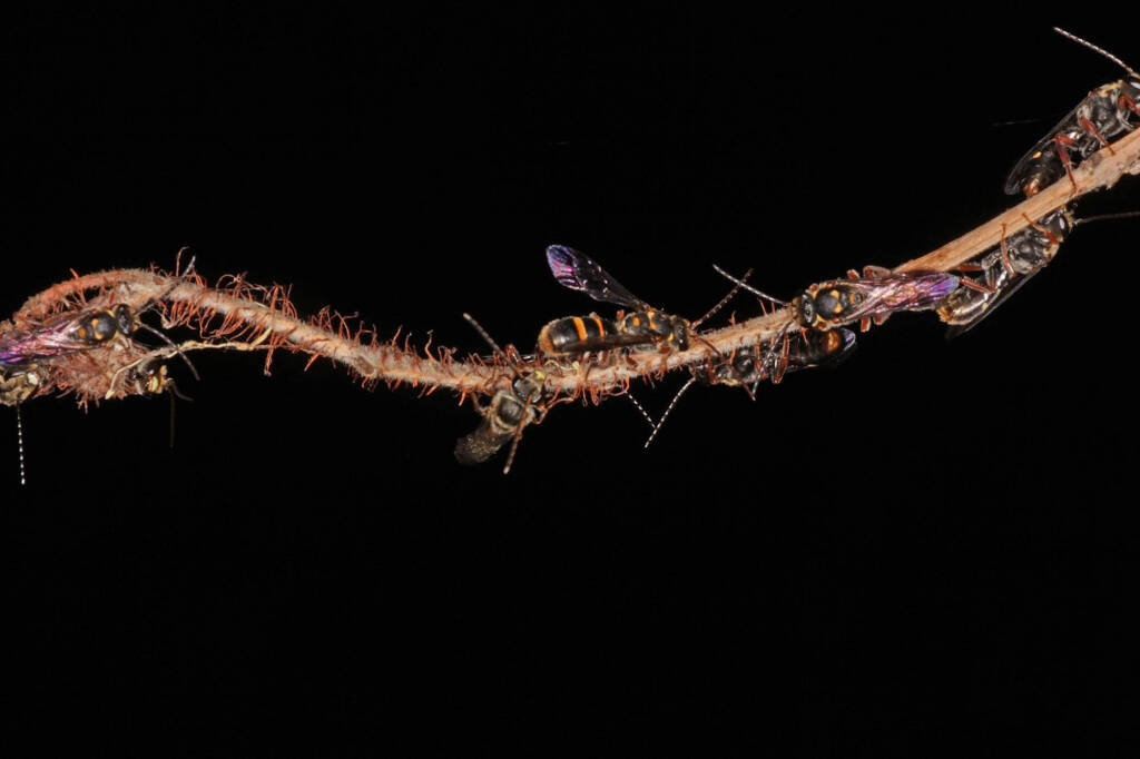 Lasioglossum (Australictus) peraustrale, Ballandean QLD © Marc Newman