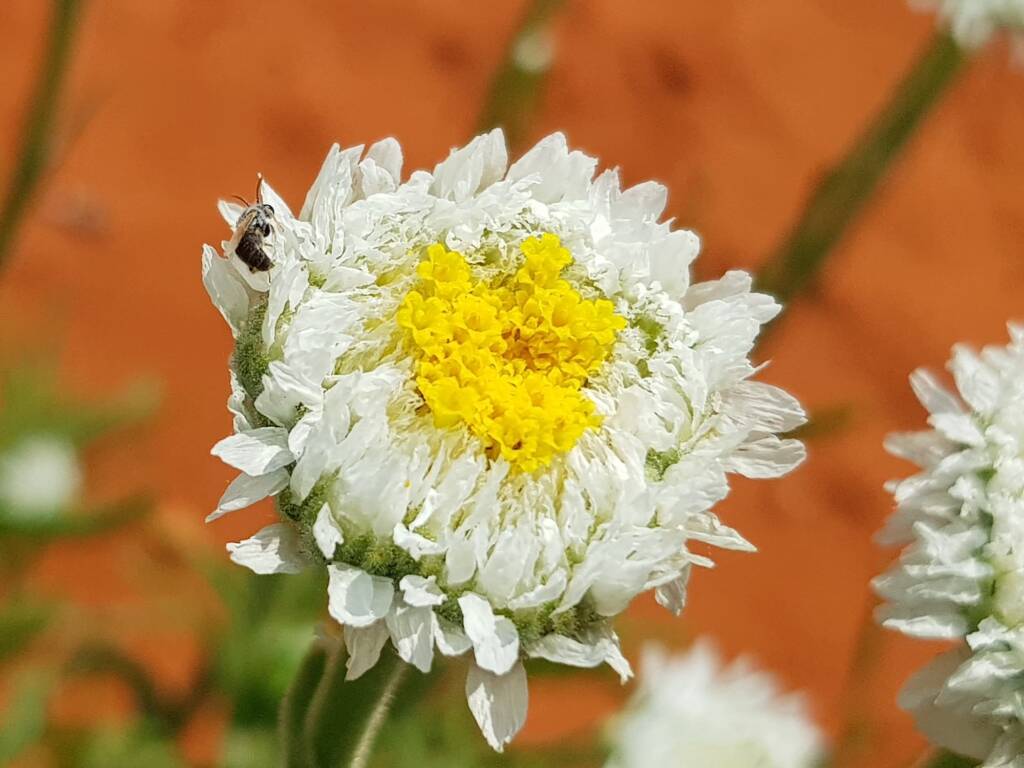 Lasioglossum (Chilalictus), Alice Springs Desert Park NT