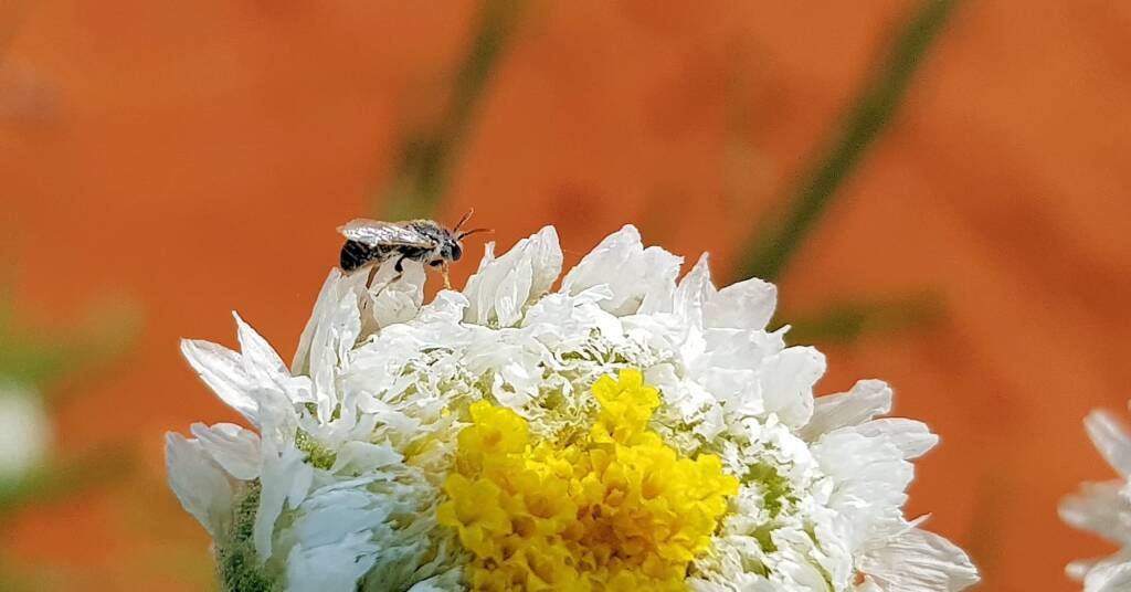 Lasioglossum (Chilalictus), Alice Springs Desert Park NT
