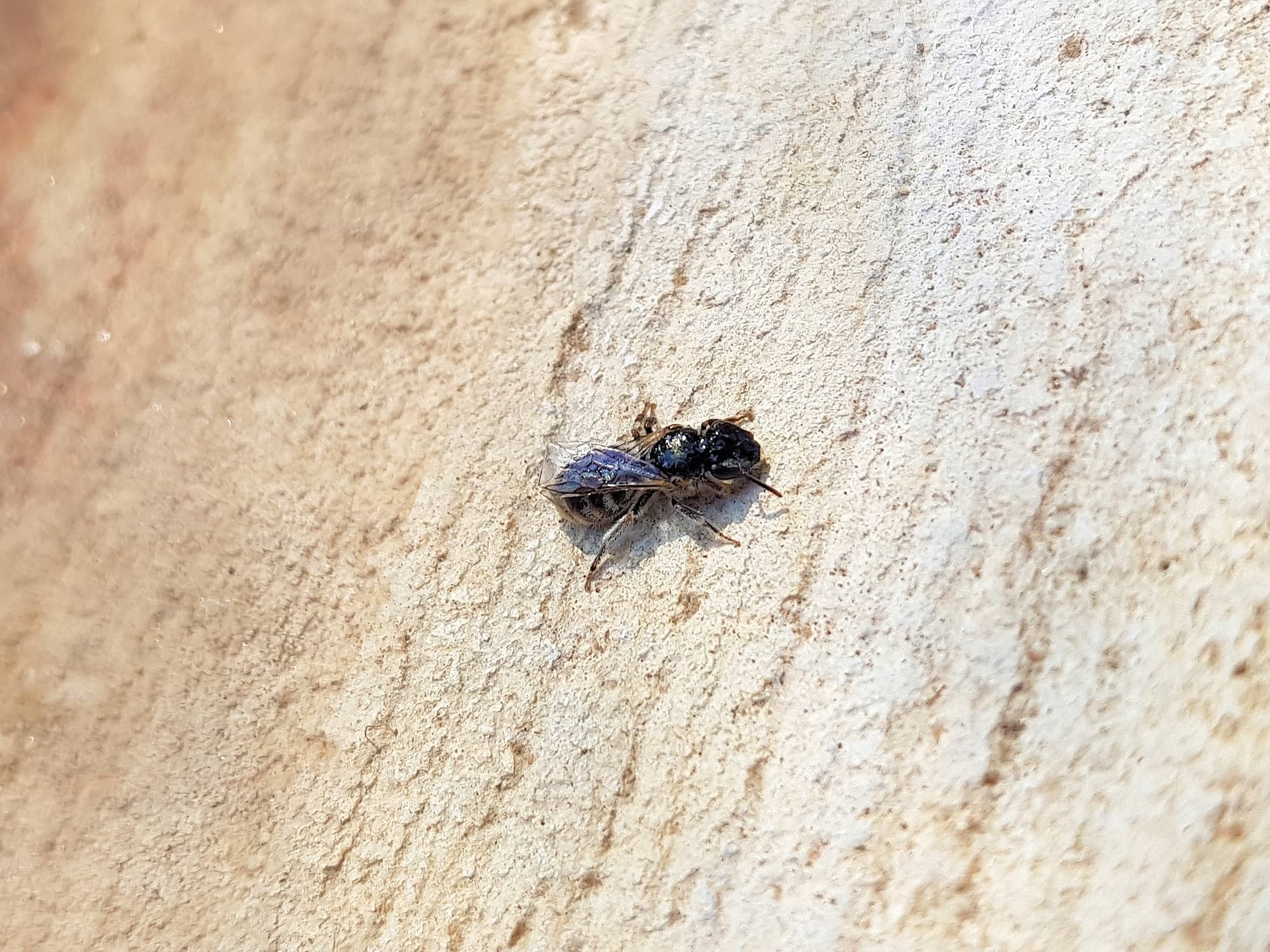 Lasioglossum (Chilalictus) eremaean (rescued from swimming pool), Alice Springs NT