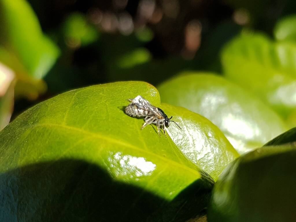 Lasioglossum (Chilalictus) eremaean (rescued from swimming pool), Alice Springs NT
