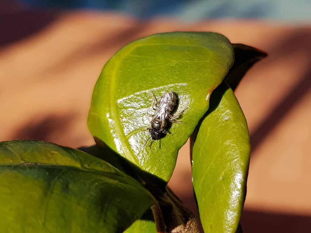 Lasioglossum (Chilalictus) eremaean (rescued from swimming pool), Alice Springs NT