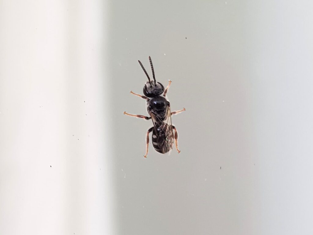Lasioglossum (Chilalictus) male, Alice Springs NT