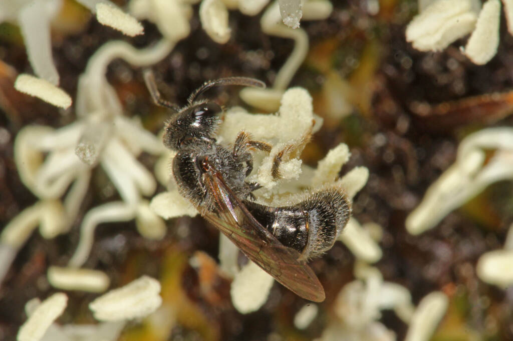 Lasioglossum (Chilalictus) willsi on Xanthorrhoea, Ballandean QLD © Marc Newman