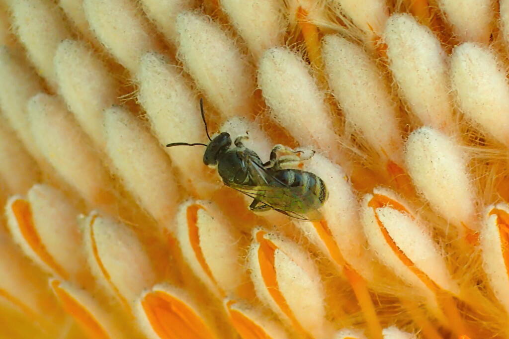 Lasioglossum (Chililictus), Geraldton, Midwest WA © Gary Taylor