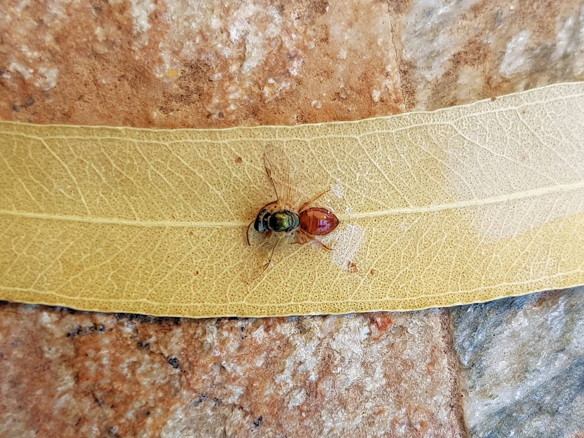 Deceased Lasioglossum (Homalictus), Alice Springs NT