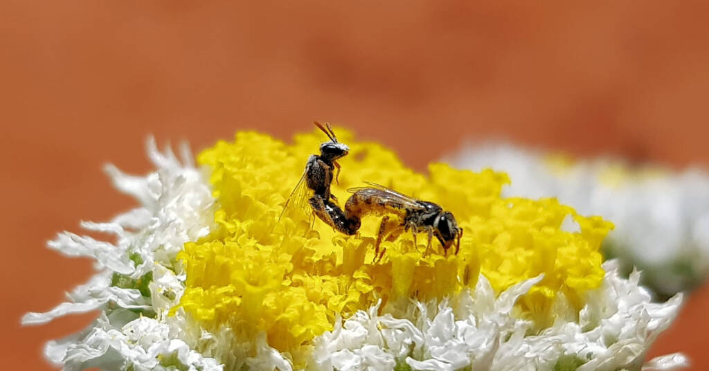 Mating male and female Lasioglossum (Homalictus) on Poached Egg Daisy (Polycalymma stuartii), Alice Springs Desert Park NT