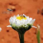 Lasioglossum (Homalictus) on Poached Egg Daisy (Polycalymma stuartii), Alice Springs Desert Park NT