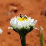 Lasioglossum (Homalictus) on Poached Egg Daisy (Polycalymma stuartii), Alice Springs Desert Park NT